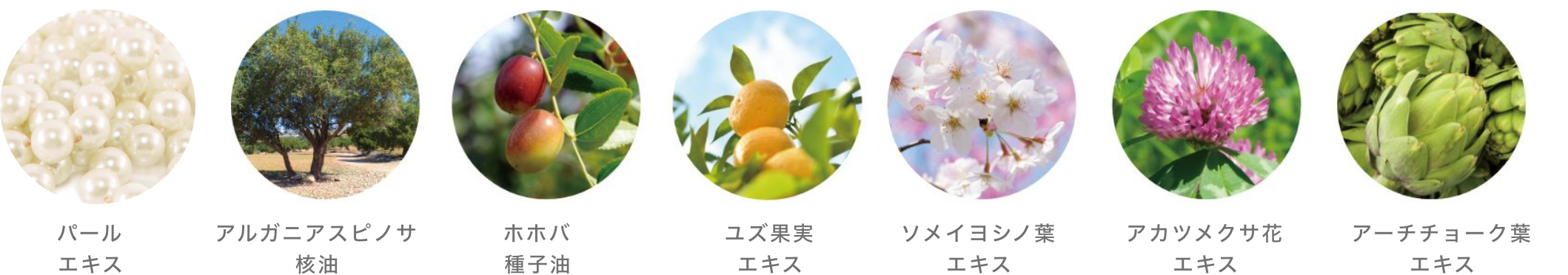 成分説明